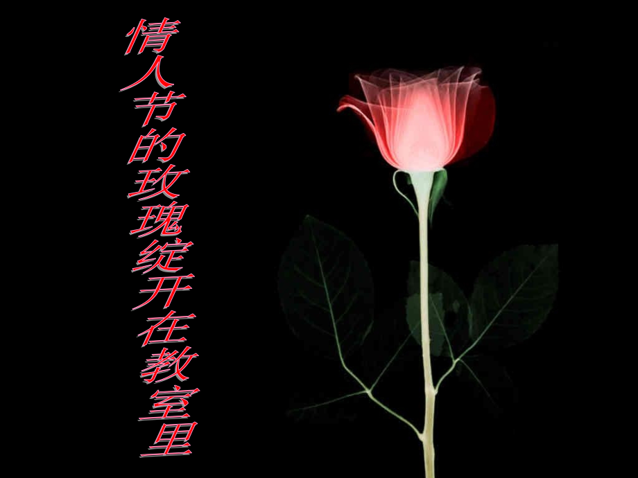 情人节的玫瑰绽开在教室里.ppt_第1页