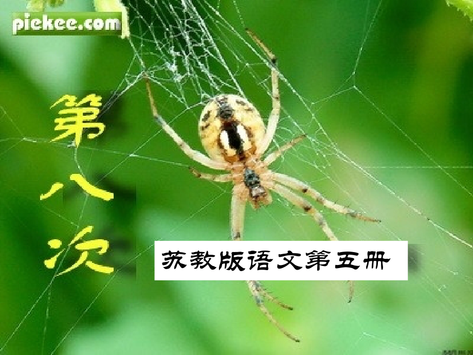 苏教版三上语文11第八次课件.ppt_第1页