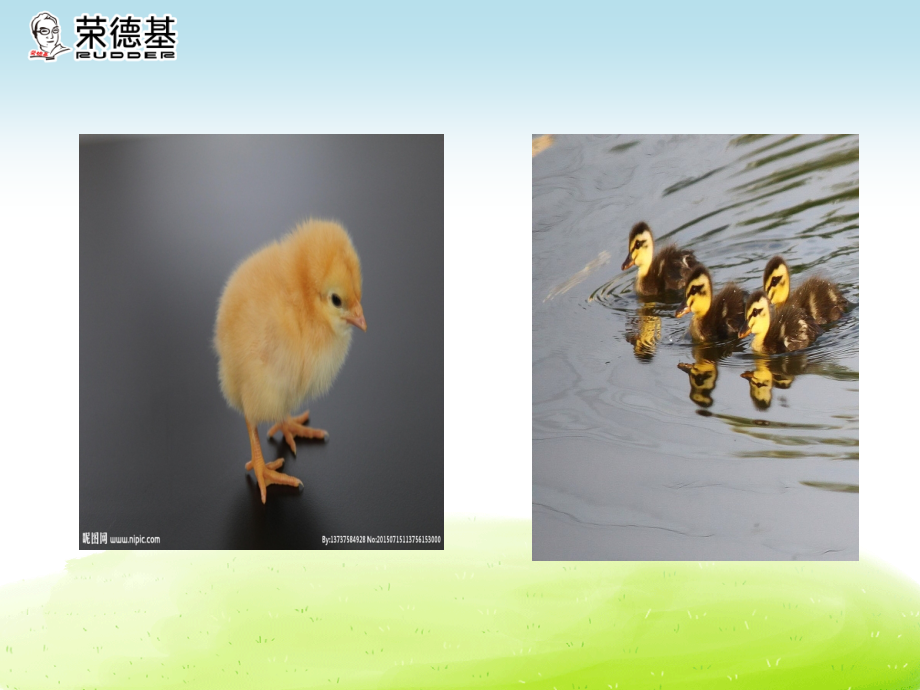 小公鸡和小鸭子 (2).ppt_第1页