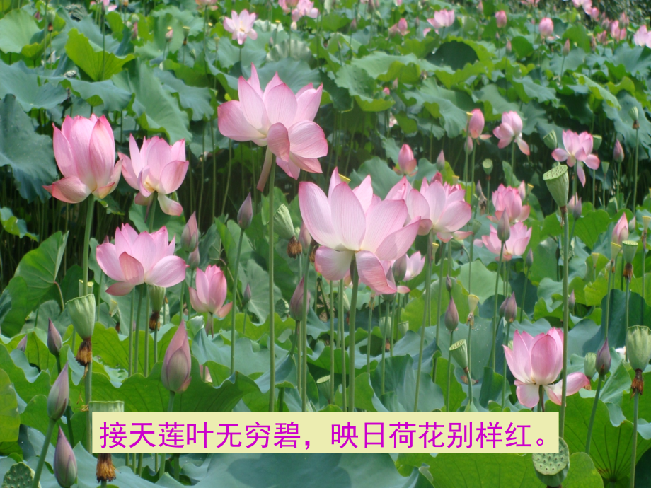 西湖图片.ppt_第2页