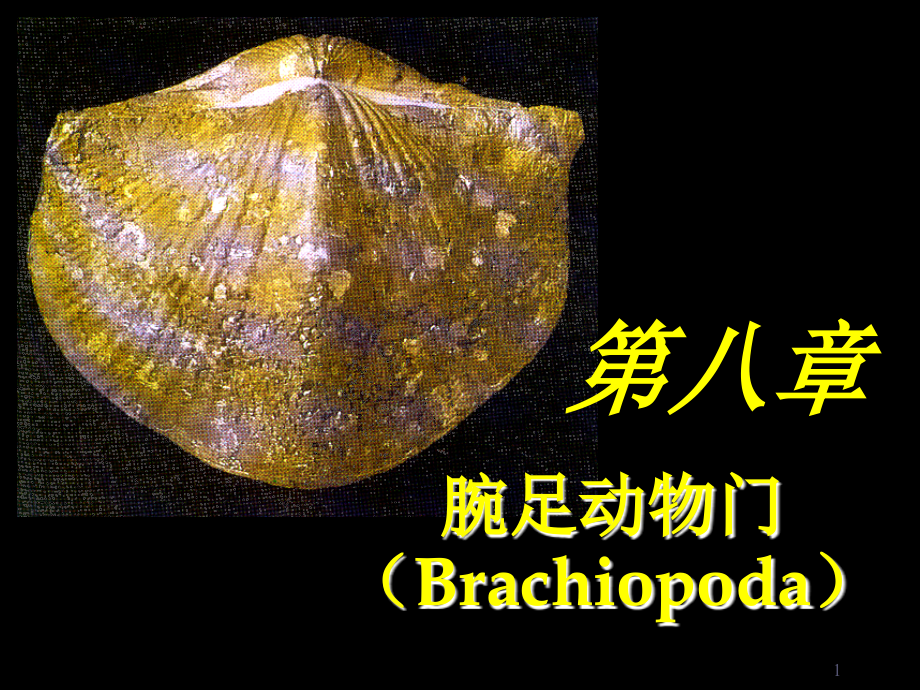 腕足动物门(Brachiopoda).ppt_第1页