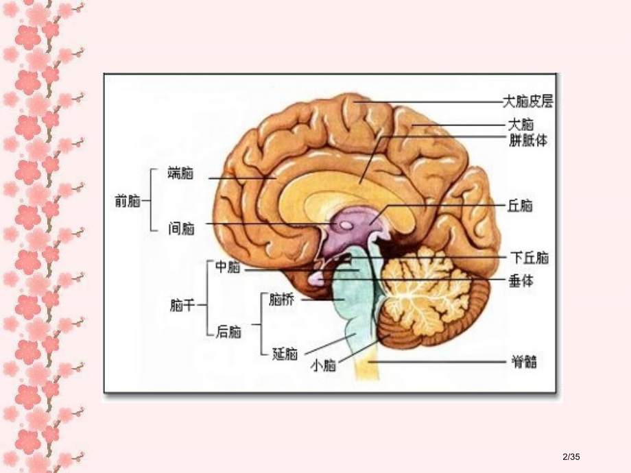 科学用脑讲效率---高中生辅导市公开课一等奖省赛课微课金奖PPT课件.pptx_第2页