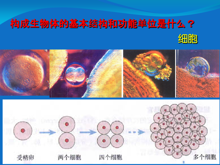 年龄阶段的划分.ppt_第1页