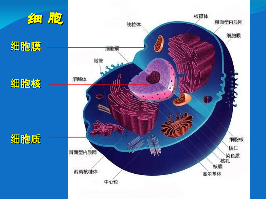 年龄阶段的划分.ppt_第2页