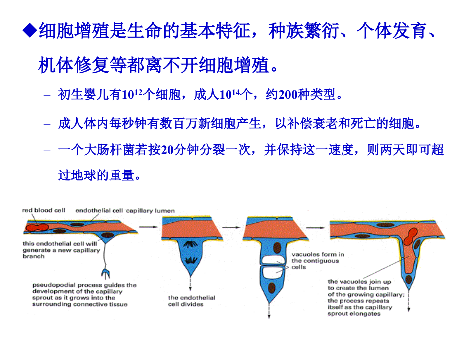 医学细胞生物学-细胞增殖.ppt_第1页