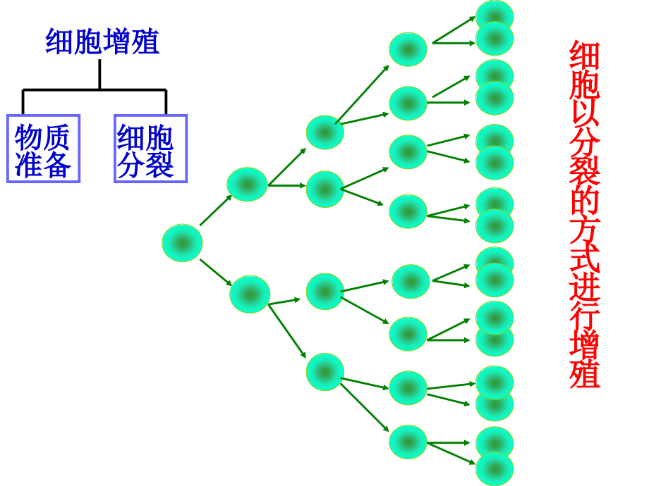 医学细胞生物学-细胞增殖.ppt_第2页