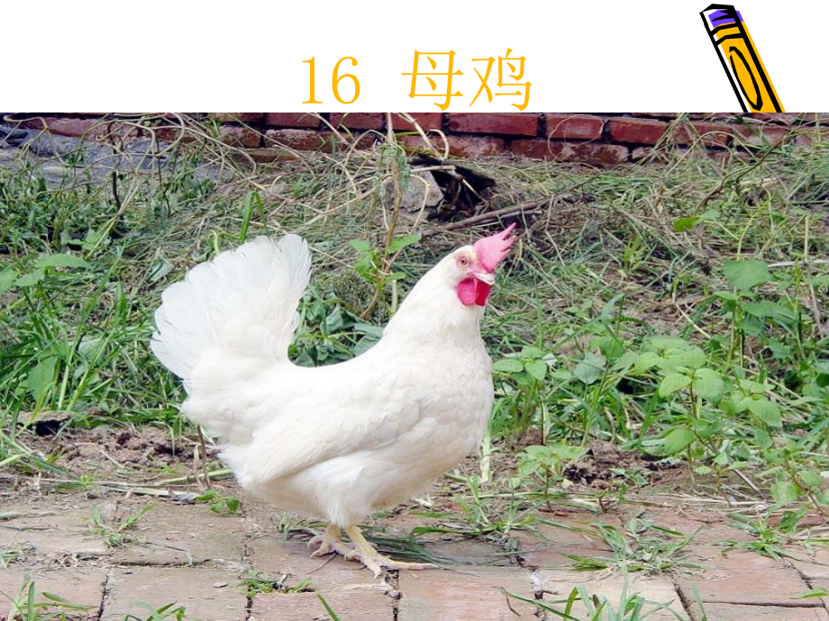 16母鸡lu.ppt_第2页