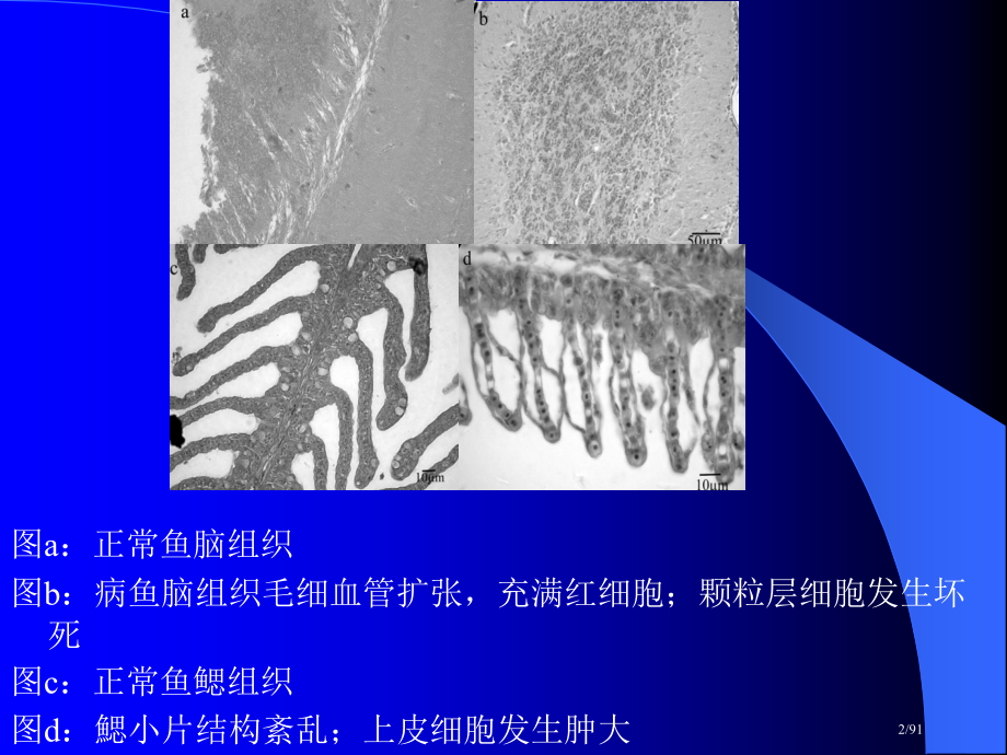 水产生物基础水产生物基础组织胚胎学部分.pptx_第2页