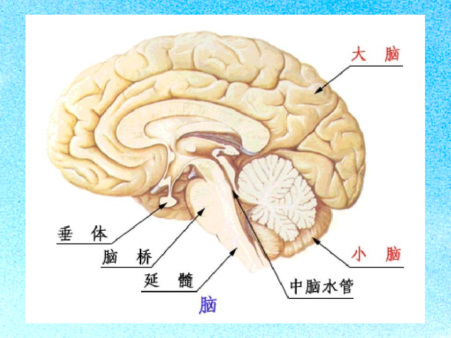 定位定性诊断原则第三次用.ppt_第2页