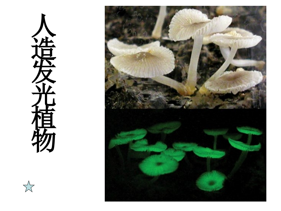 人造发光植物.ppt_第1页