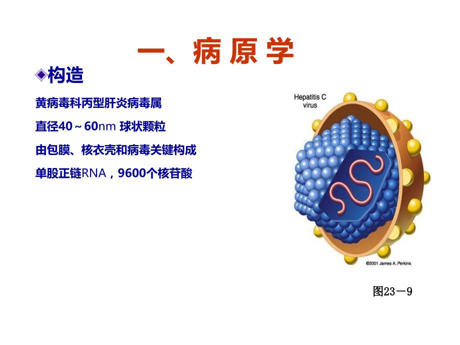 丙型肝炎病毒微生物学市公开课一等奖市赛课金奖课件.pptx_第2页