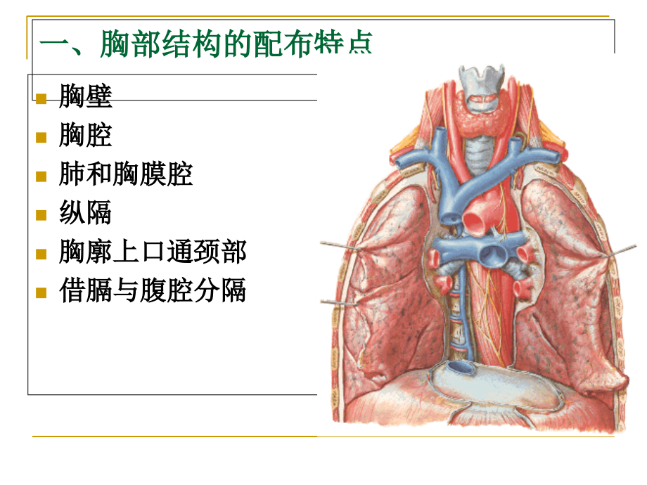 断层解剖(胸部).ppt_第1页