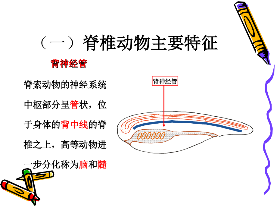八下生物学-动物类群—-脊椎动物---课件.ppt_第1页