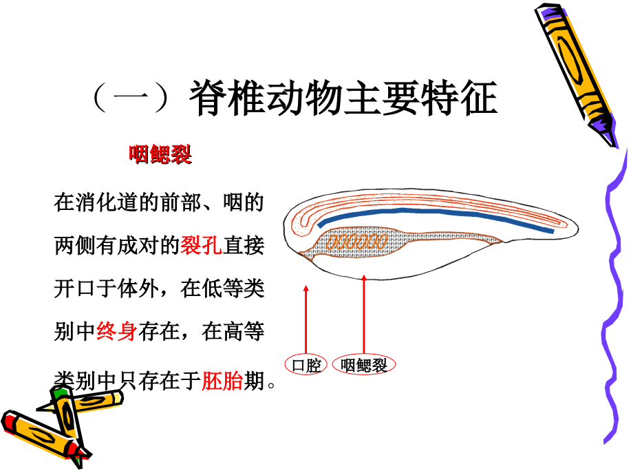 八下生物学-动物类群—-脊椎动物---课件.ppt_第2页