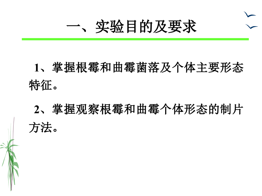 实验三----根霉、曲霉的形态观察.ppt_第1页