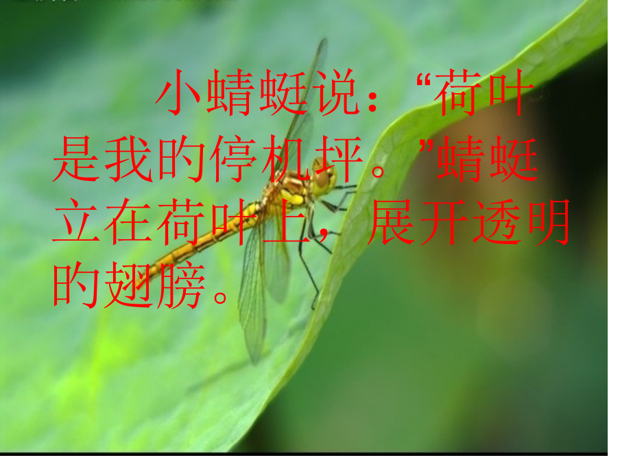 荷叶圆圆3市公开课一等奖市赛课金奖课件.pptx_第2页