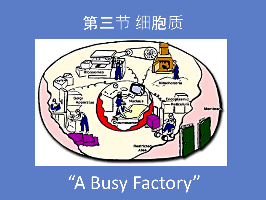 医学生物学-生命的细胞基础-细胞质-线粒体-核糖体-骨架蛋白.ppt_第2页