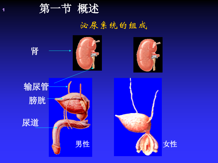 第十章泌尿系统第一节概述第二节肾的结构.ppt_第1页