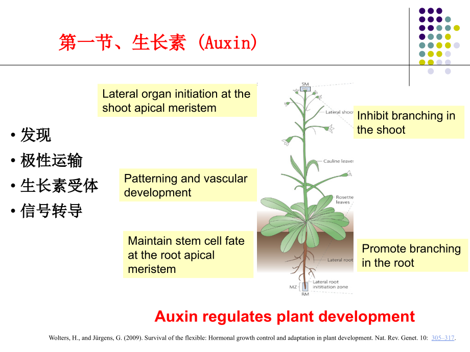 植物生理专题--2015-激素信号转导.ppt_第1页