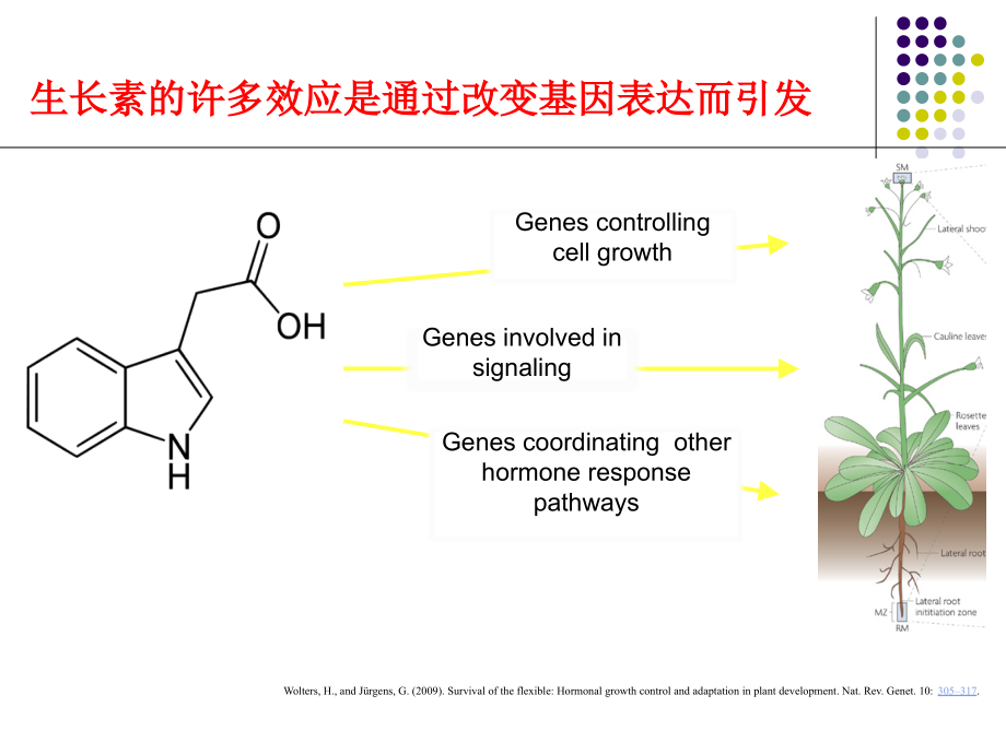 植物生理专题--2015-激素信号转导.ppt_第2页
