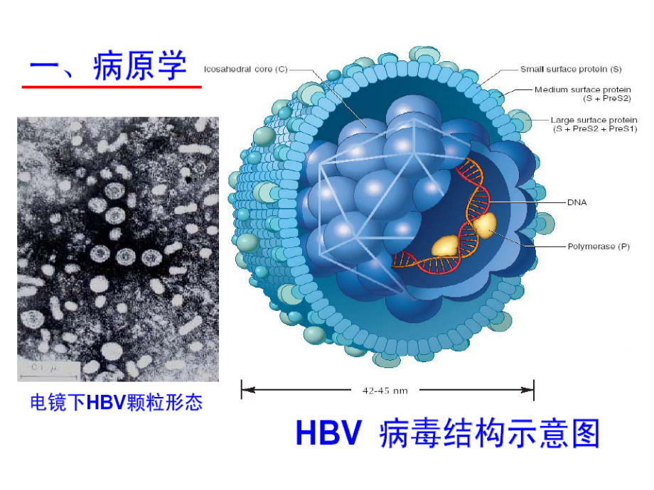 对慢性乙肝防治新思考.ppt_第1页