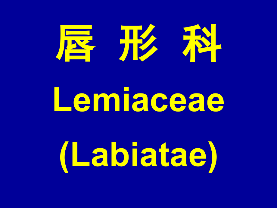 唇形科与茄科.ppt_第1页
