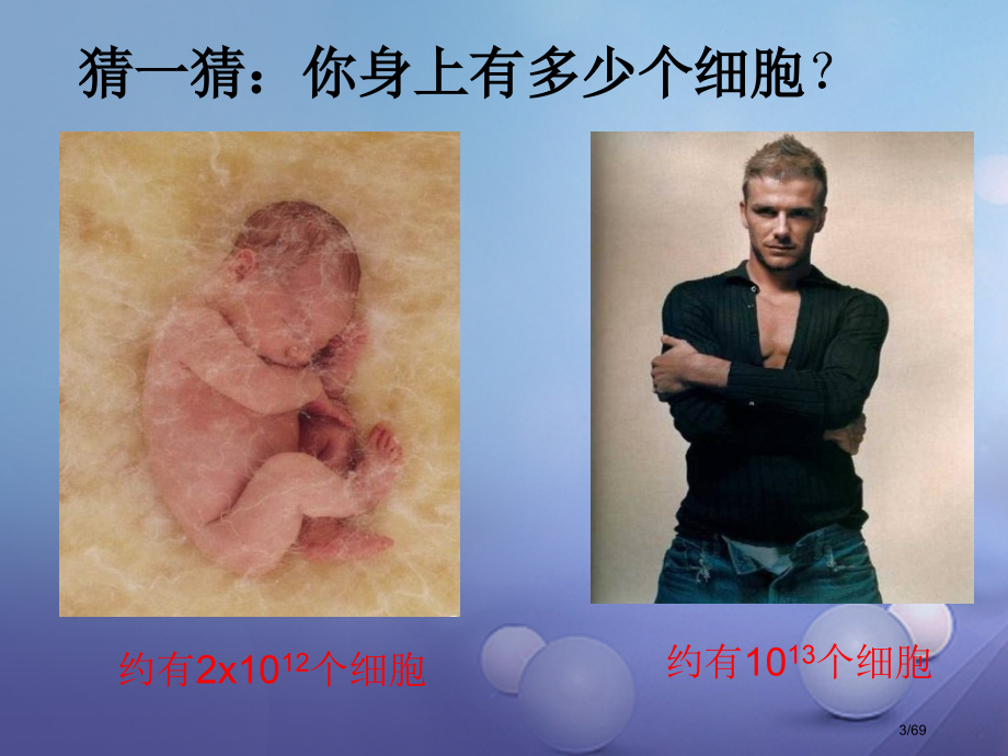 七年级科学上册2.3生物体的结构层次省公开课一等奖新名师优质课获奖课件.pptx_第2页