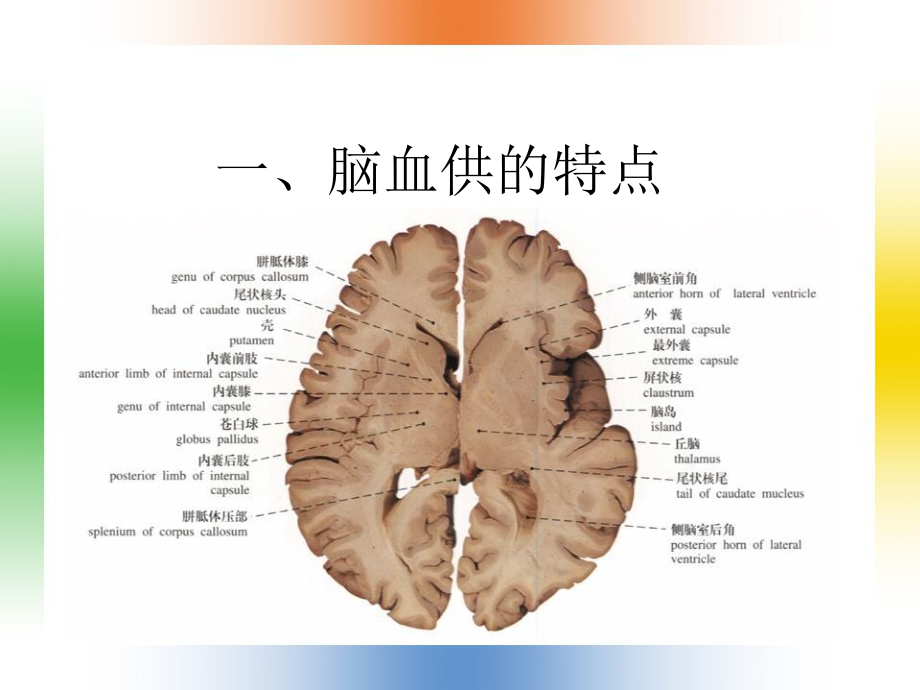 全脑缺血与脑复苏.ppt_第2页