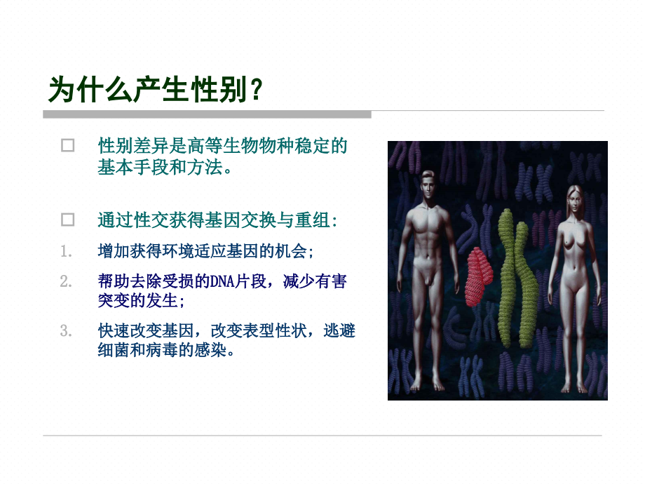 性腺发育与性别决定.ppt_第2页