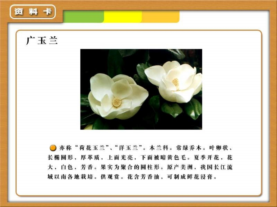 六年级下册广玉兰课件.ppt_第2页