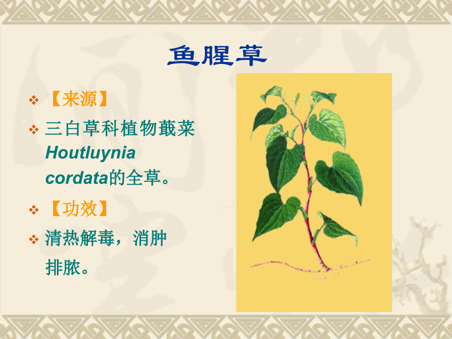 全草类中药(2).ppt_第1页