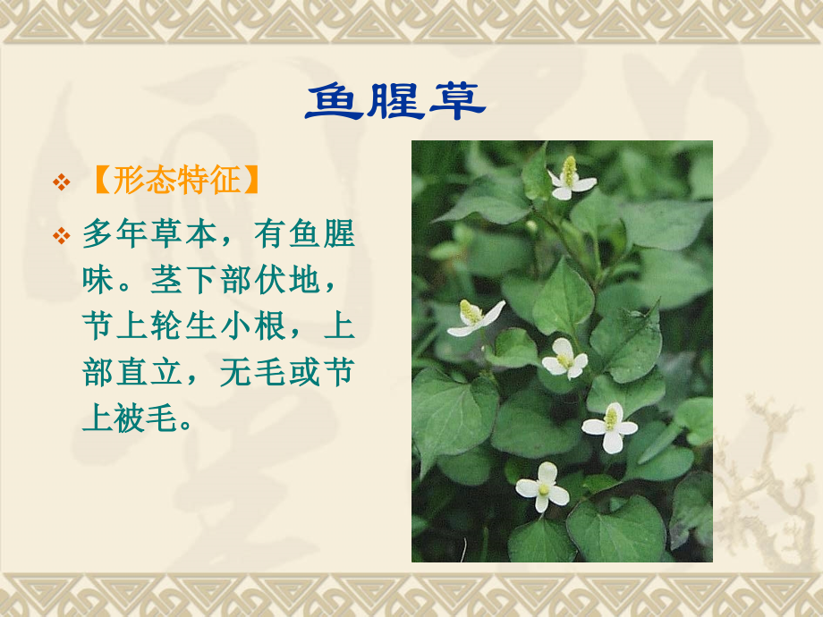 全草类中药(2).ppt_第2页