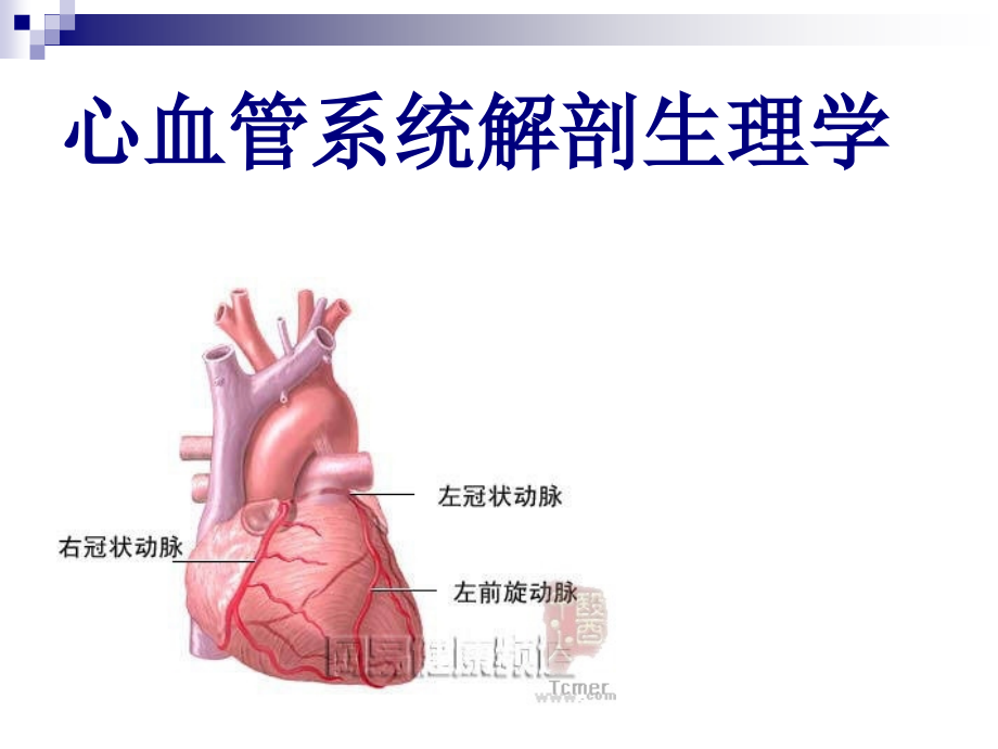心脏的节拍生理.ppt_第1页