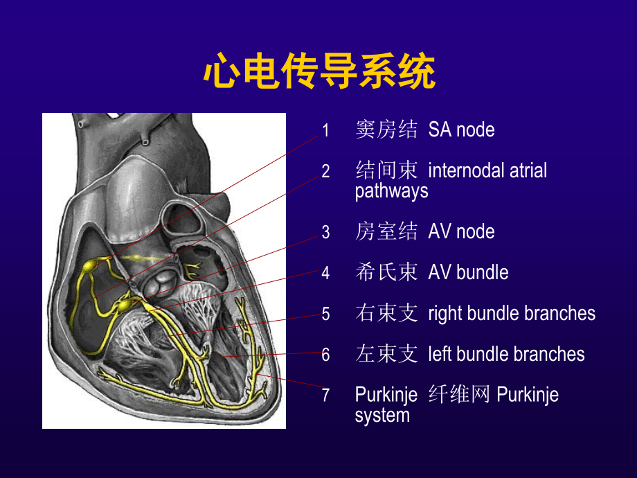 心电图--基础知识(第一讲).ppt_第2页