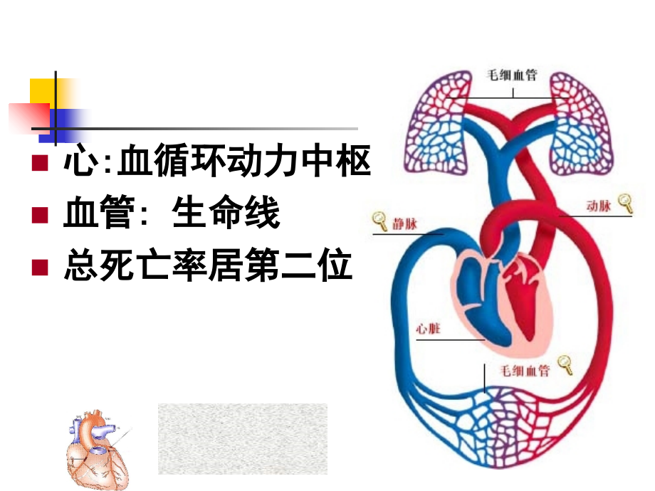 心血管系统疾病1动脉粥样硬化、冠心病.ppt_第1页