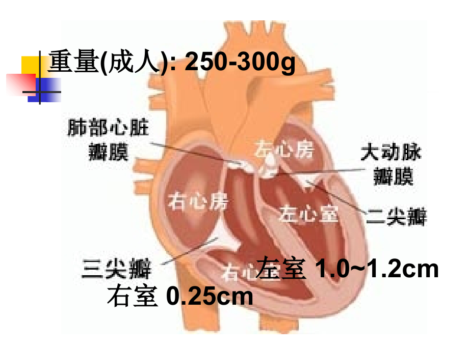 心血管系统疾病1动脉粥样硬化、冠心病.ppt_第2页