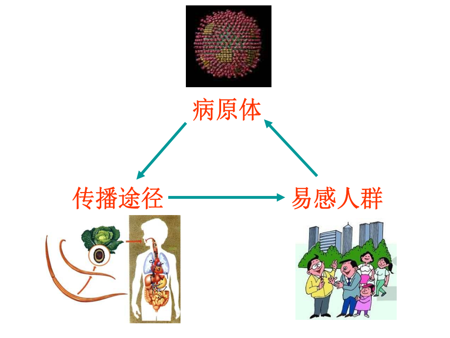 常见传染病及其预防w.ppt_第2页
