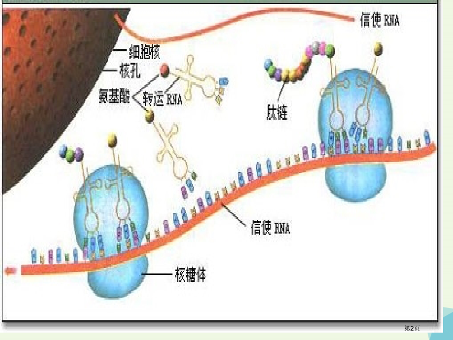 高中生物第四节遗传信息的表达——RNA和蛋白质的合成省公开课一等奖新名师优质课获奖课件.pptx_第2页