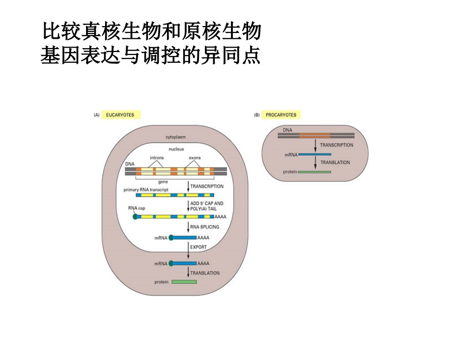 基因表达调控1014.ppt_第1页