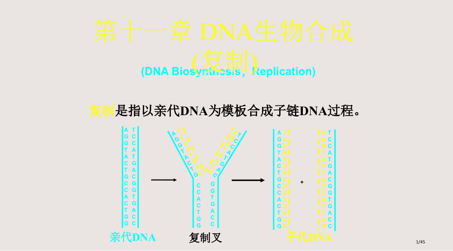 DNA的生物合成复制专题市公开课一等奖省赛课微课金奖课件.pptx_第1页