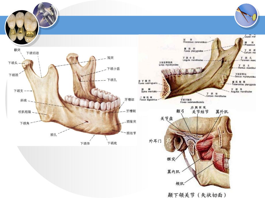 口颌面颈部肌-第1-2节表情肌、舌咽腭喉部肌.ppt_第2页