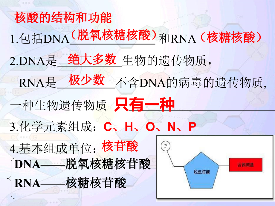 必修2一轮复习DNA分子的结构与复制(一轮复习).ppt_第1页