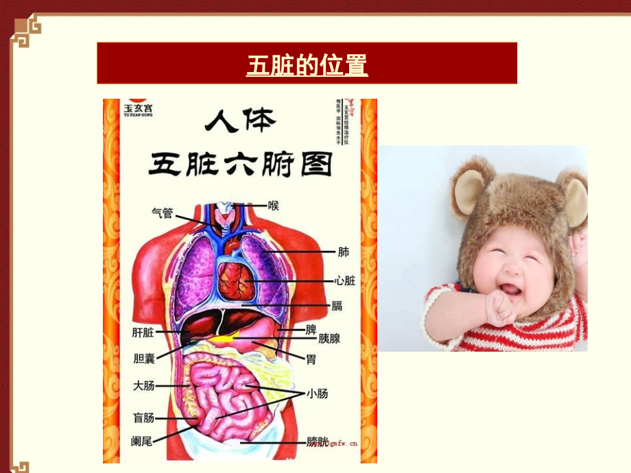 小儿推拿与五脏六腑xin-.ppt_第2页