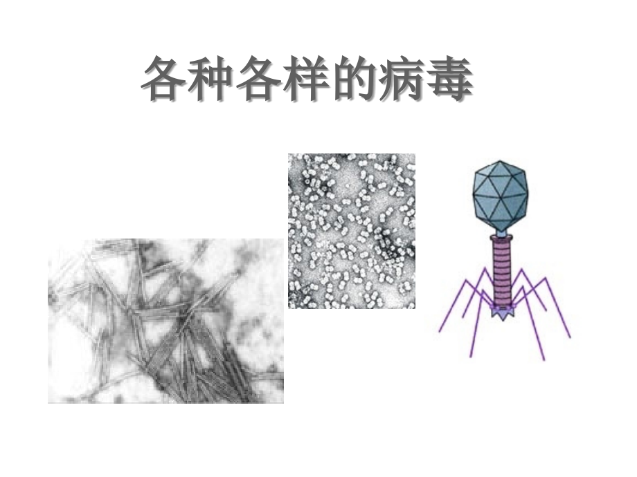 六年级《科学》(上)第一课.ppt_第1页