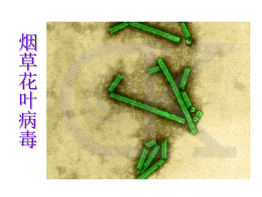 六年级《科学》(上)第一课.ppt_第2页