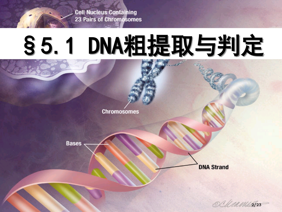 高中生物选修一DNA的粗提取与鉴定.pptx_第2页