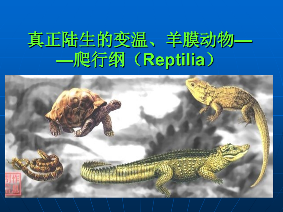真正陆生的变温、羊膜.ppt_第1页