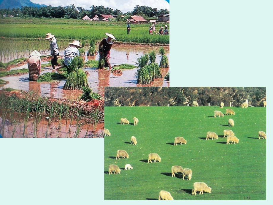 高中地理必修二3.1农业的区位选择.pptx_第2页