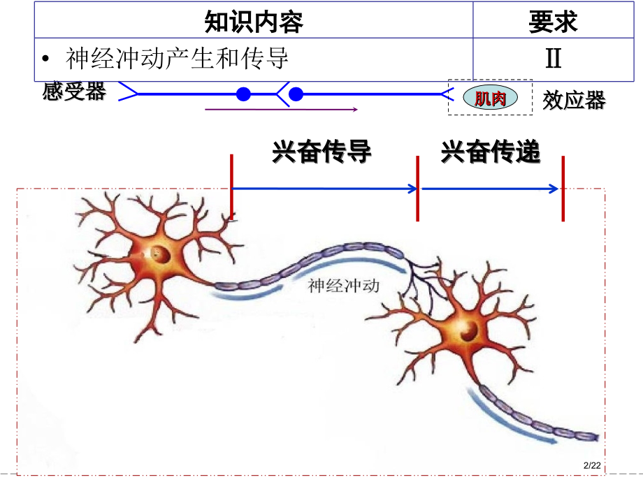 兴奋的传导与传递一轮复习公开课.pptx_第2页