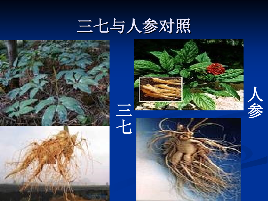 五加科——三七.ppt_第1页